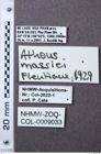 Etiketten zu Athous massiei (NHMW-ZOO-COL-0009033)